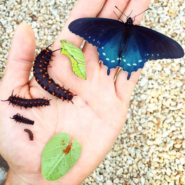 How One Man Repopulated A Rare Butterfly Species In His Backyard (10 pics)