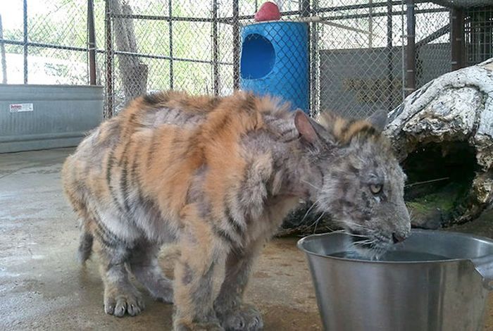 This Tiger Is Like A Whole New Animal Since Leaving The Circus (8 pics)
