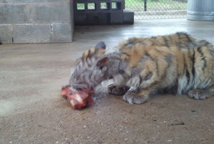 This Tiger Is Like A Whole New Animal Since Leaving The Circus (8 pics)