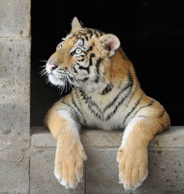 This Tiger Is Like A Whole New Animal Since Leaving The Circus (8 pics)
