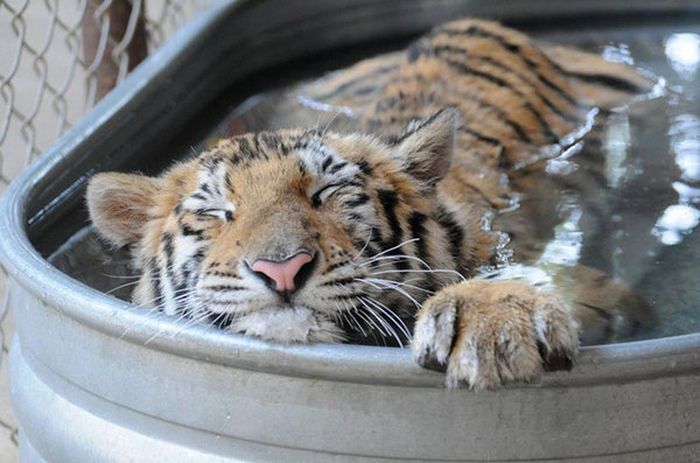 This Tiger Is Like A Whole New Animal Since Leaving The Circus (8 pics)