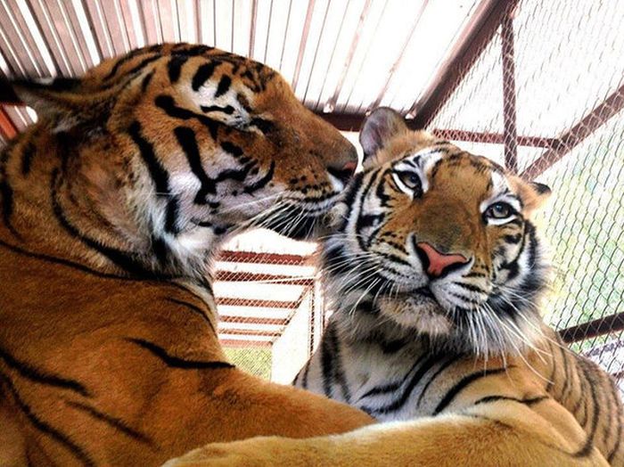 This Tiger Is Like A Whole New Animal Since Leaving The Circus (8 pics)