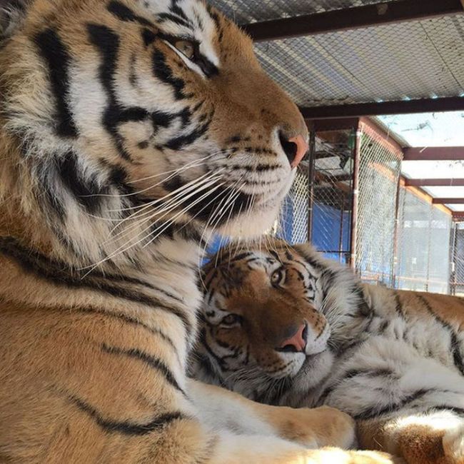 This Tiger Is Like A Whole New Animal Since Leaving The Circus (8 pics)