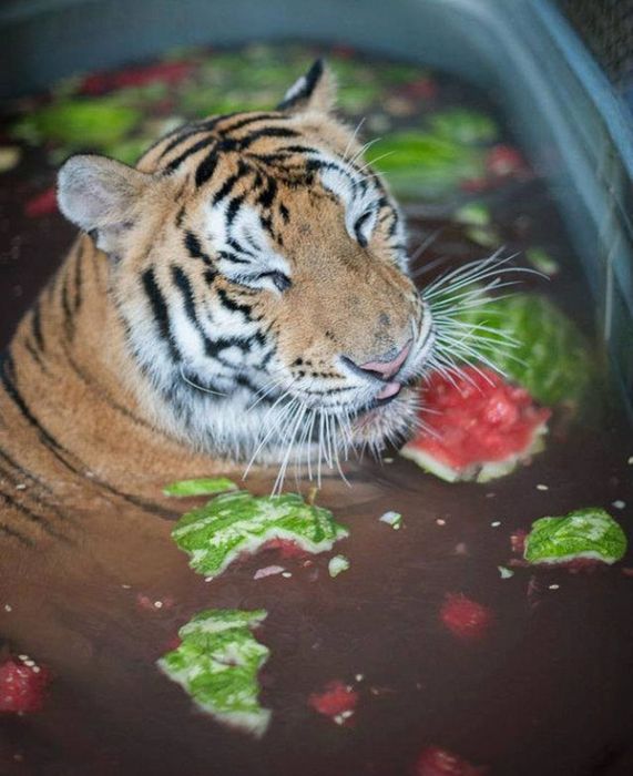 This Tiger Is Like A Whole New Animal Since Leaving The Circus (8 pics)