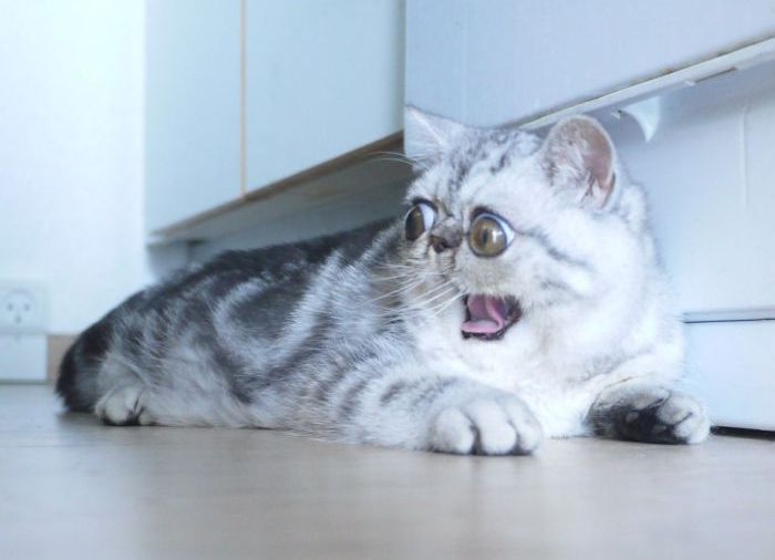Meet Herman, The Cat Who Can't Believe His Eyes (5 pics)