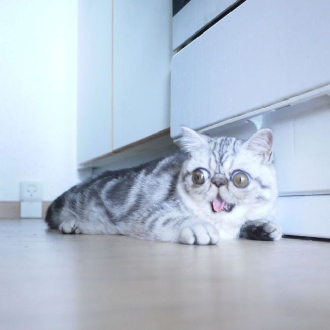 Meet Herman, The Cat Who Can't Believe His Eyes (5 pics)