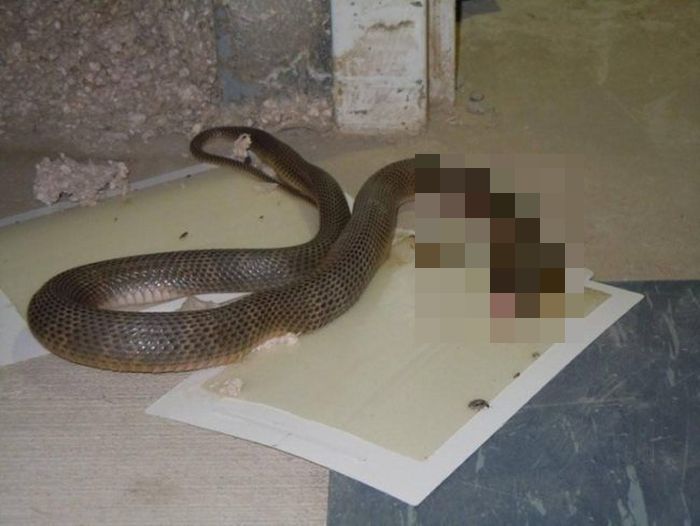 When You Put Down A Sticky Trap You Never Know What's Going To Get Stuck (15 pics)