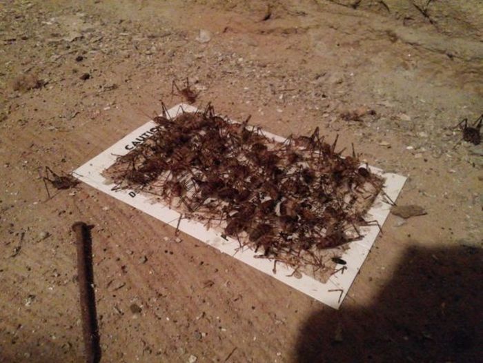 When You Put Down A Sticky Trap You Never Know What's Going To Get Stuck (15 pics)