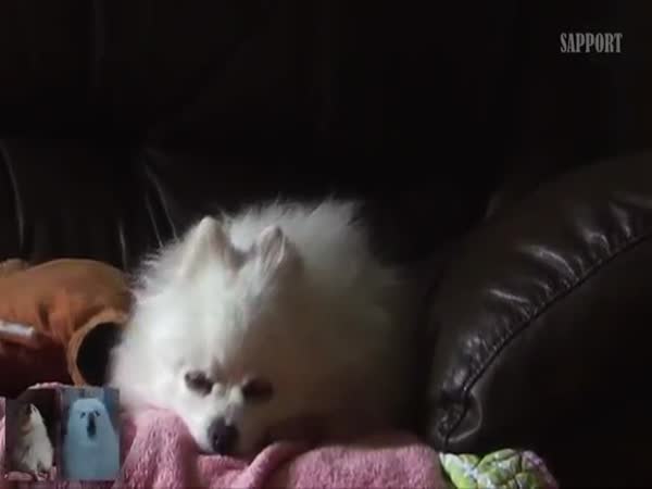 Gabe The Dog Borquiem For A Dog Dream