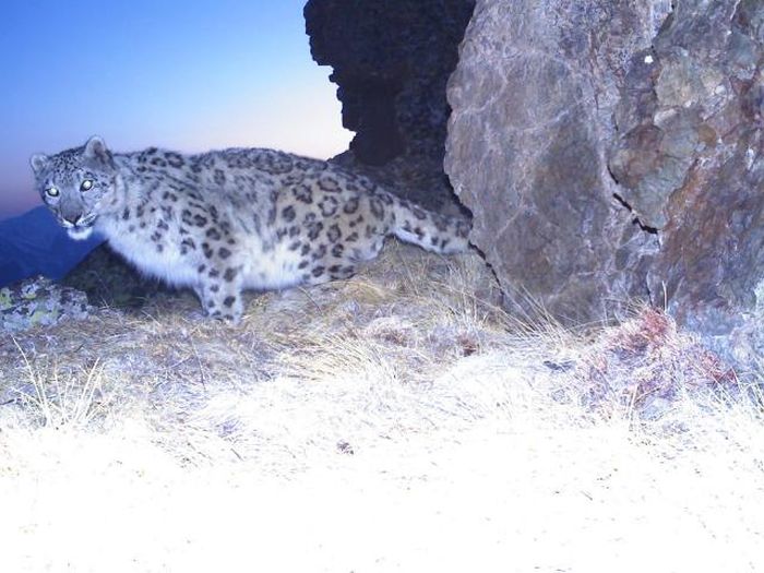 Hidden Camera Captures Animals In Their Natural Habitat (43 pics)