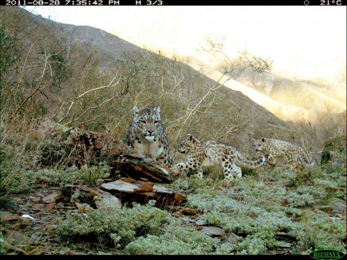 Hidden Camera Captures Animals In Their Natural Habitat (43 pics)
