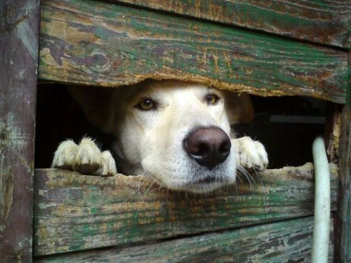 Funny Pictures Of Dogs Sticking Their Heads Through Fences (45 pics)