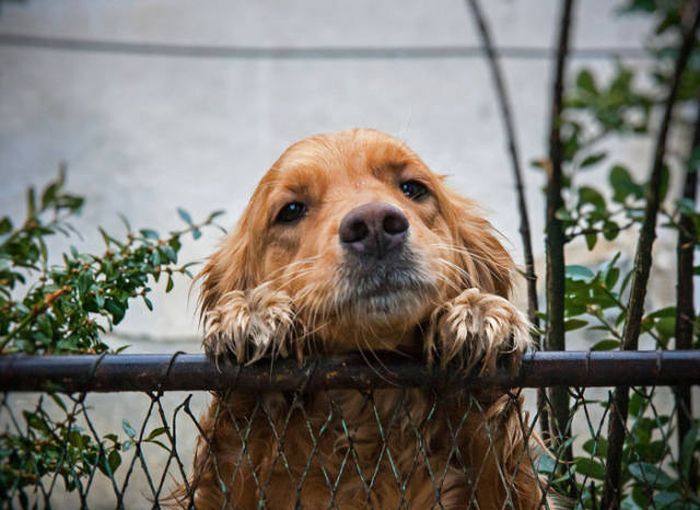 Funny Pictures Of Dogs Sticking Their Heads Through Fences (45 pics)