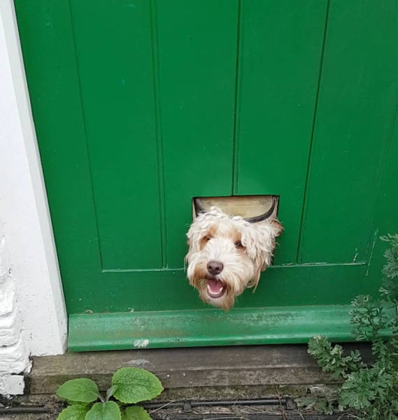 Funny Pictures Of Dogs Sticking Their Heads Through Fences (45 pics)