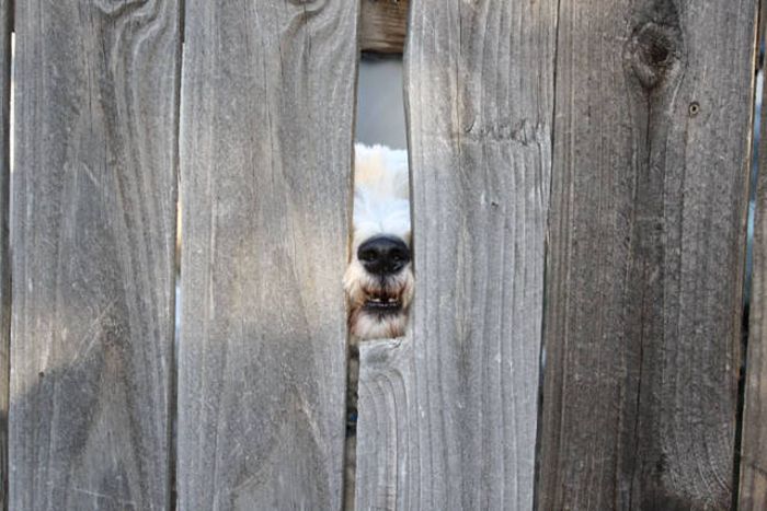 Funny Pictures Of Dogs Sticking Their Heads Through Fences (45 pics)