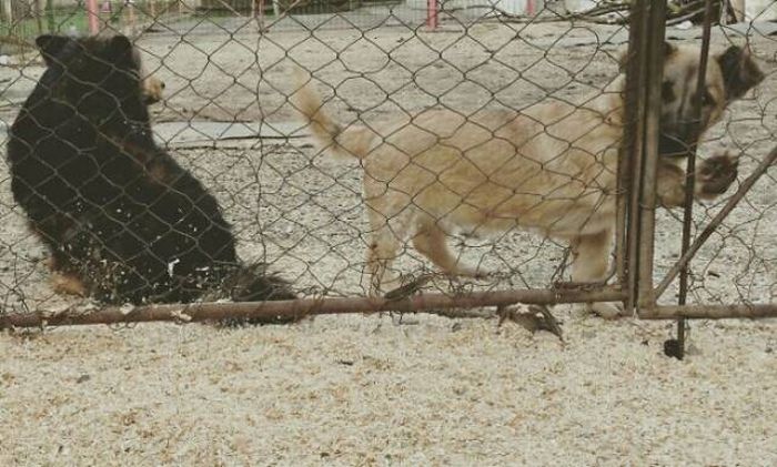 Funny Pictures Of Dogs Sticking Their Heads Through Fences (45 pics)