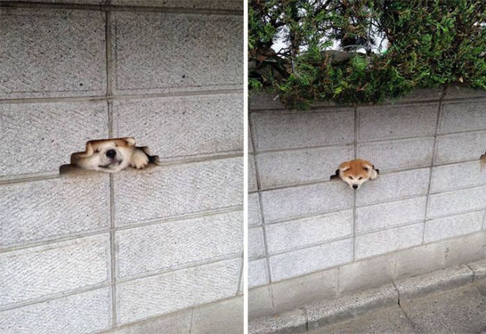 Funny Pictures Of Dogs Sticking Their Heads Through Fences (45 pics)