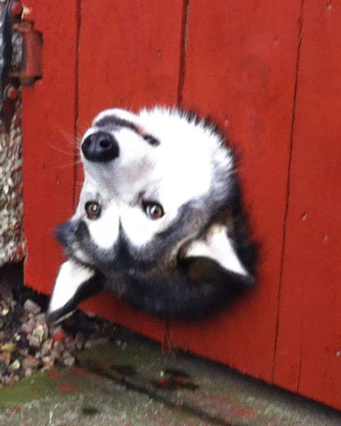 Funny Pictures Of Dogs Sticking Their Heads Through Fences (45 pics)