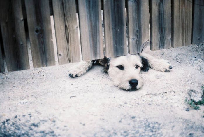 Funny Pictures Of Dogs Sticking Their Heads Through Fences (45 pics)