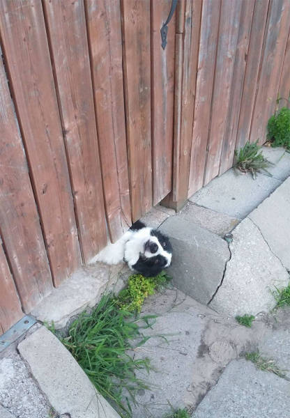 Funny Pictures Of Dogs Sticking Their Heads Through Fences (45 pics)