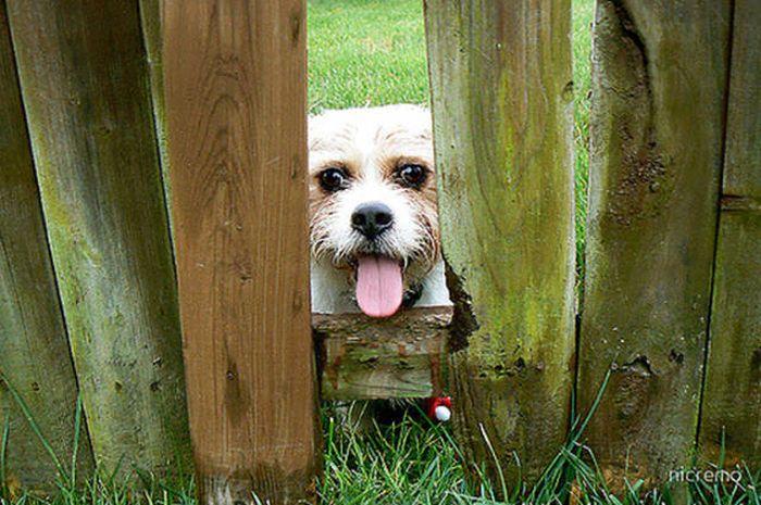 Funny Pictures Of Dogs Sticking Their Heads Through Fences (45 pics)