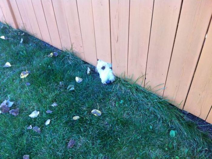 Funny Pictures Of Dogs Sticking Their Heads Through Fences (45 pics)