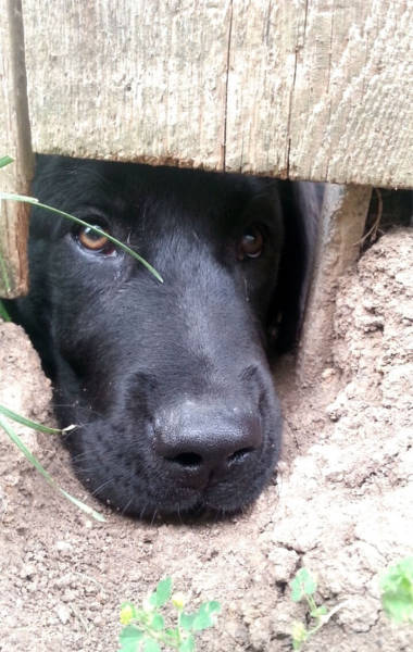 Funny Pictures Of Dogs Sticking Their Heads Through Fences (45 pics)