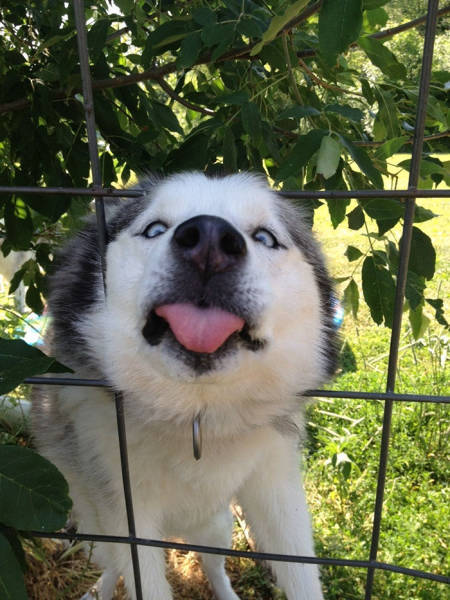 Funny Pictures Of Dogs Sticking Their Heads Through Fences (45 pics)