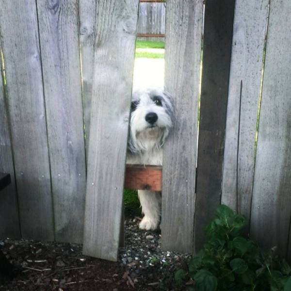 Funny Pictures Of Dogs Sticking Their Heads Through Fences (45 pics)