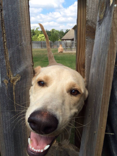 Funny Pictures Of Dogs Sticking Their Heads Through Fences (45 pics)