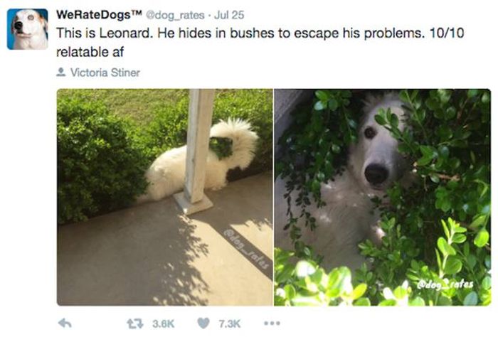 We Rate Dogs Is A Twitter Account That Will Keep Dog Lovers Laughing (25 pics)
