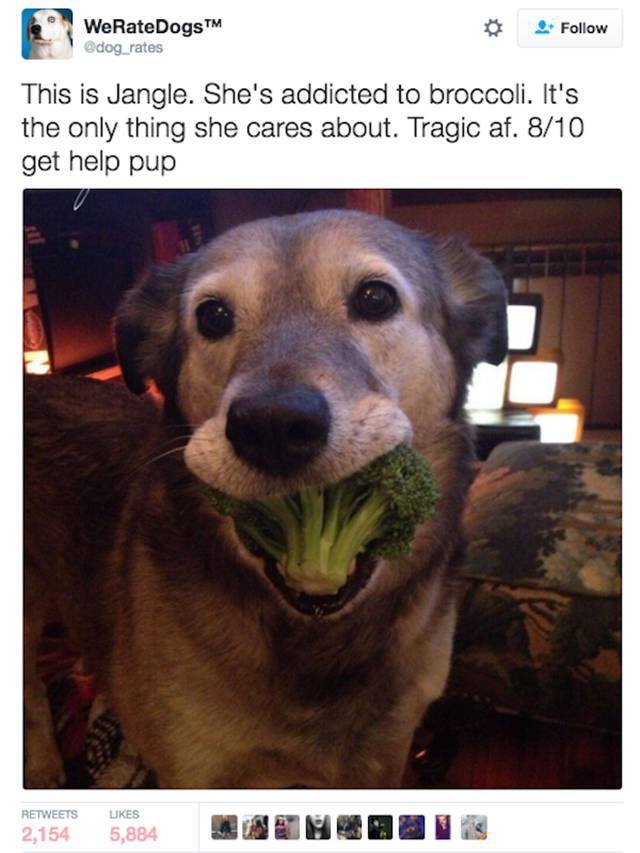 We Rate Dogs Is A Twitter Account That Will Keep Dog Lovers Laughing (25 pics)