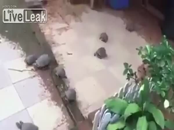 Tortoises Run To Their Dinner Bowl