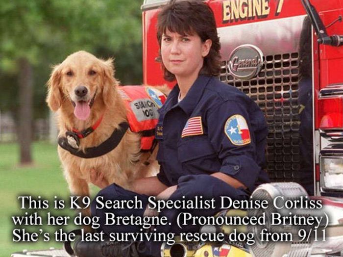 A Tribute To Bretagne, The Last 9/11 Rescue Dog (8 pics)