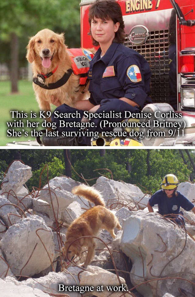 A Tribute To Bretagne, The Last 9/11 Rescue Dog (8 pics)