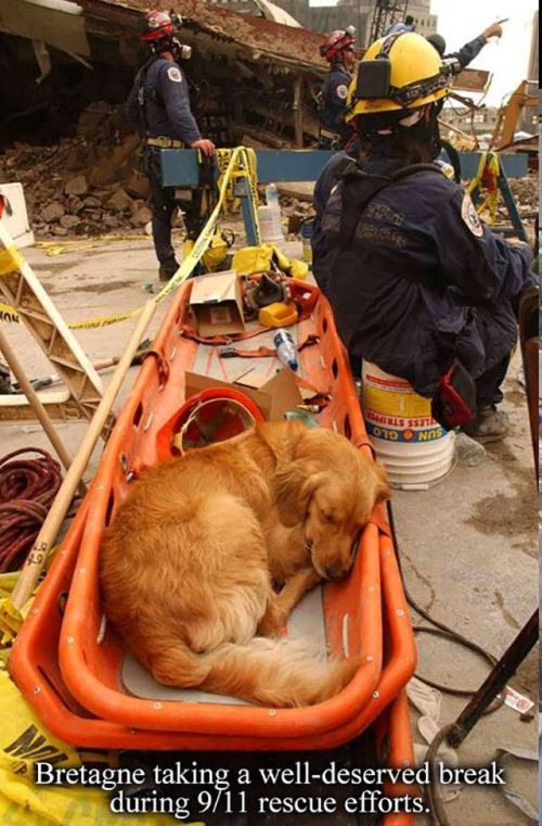 A Tribute To Bretagne, The Last 9/11 Rescue Dog (8 pics)
