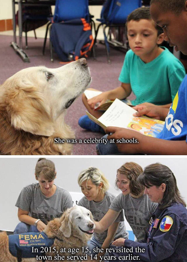 A Tribute To Bretagne, The Last 9/11 Rescue Dog (8 pics)