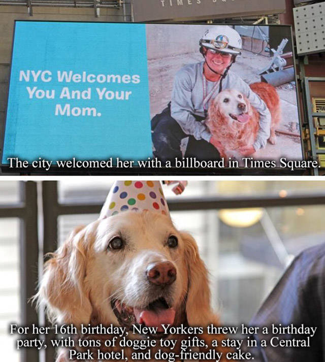A Tribute To Bretagne, The Last 9/11 Rescue Dog (8 pics)