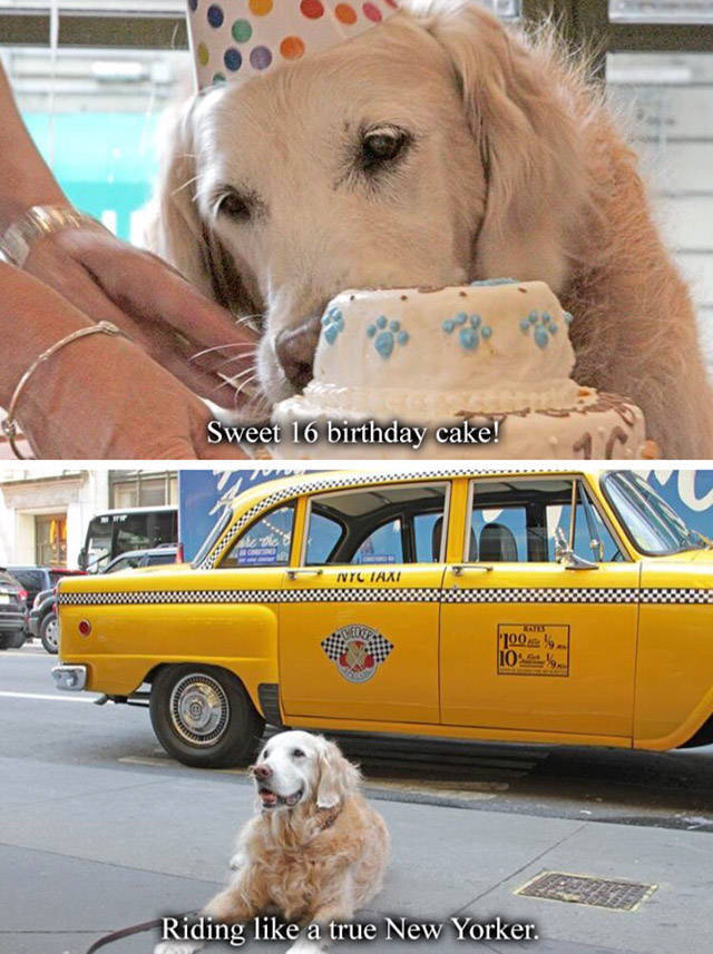 A Tribute To Bretagne, The Last 9/11 Rescue Dog (8 pics)
