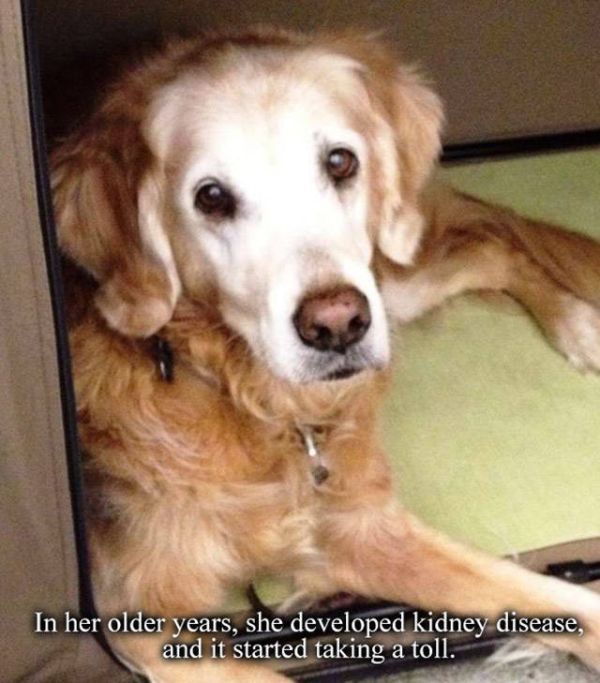 A Tribute To Bretagne, The Last 9/11 Rescue Dog (8 pics)