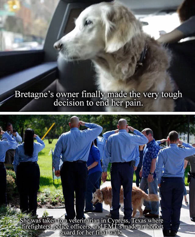 A Tribute To Bretagne, The Last 9/11 Rescue Dog (8 pics)