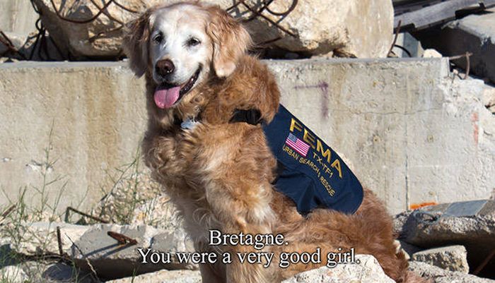 A Tribute To Bretagne, The Last 9/11 Rescue Dog (8 pics)