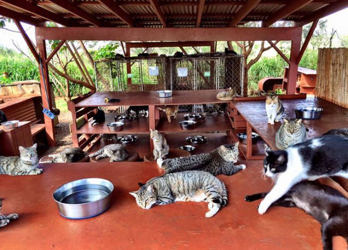 People From All Over The World Come To Hawaii To Visit This Cat Sanctuary (13 pics)