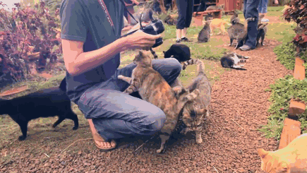 People From All Over The World Come To Hawaii To Visit This Cat Sanctuary (13 pics)