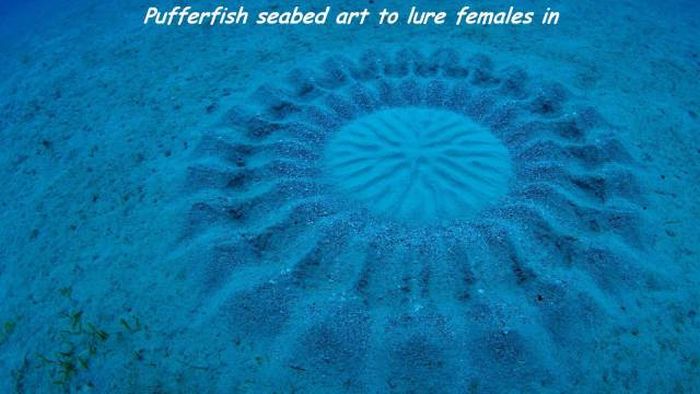 Acid Picdump (115 pics)