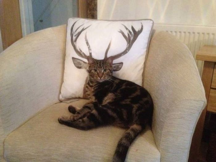 Acid Picdump (115 pics)