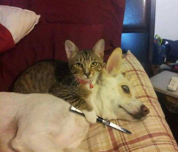 Acid Picdump (115 pics)