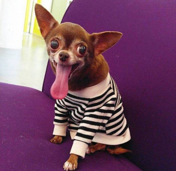 Acid Picdump (115 pics)