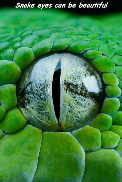Acid Picdump (115 pics)