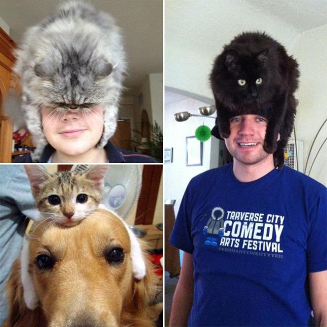 These Adorable Cats Hats Will Melt Your Heart (15 pics)